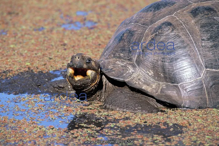 : Galapagos Giant Tortoise - Indefatigable Island : Galapagos Giant Tortoise - Indefatigable Island