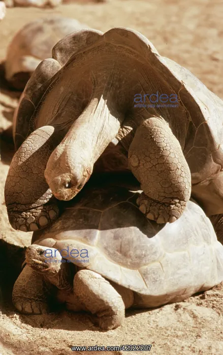 : Galapagos Giant TORTOISE - mating : Galapagos Giant TORTOISE - mating