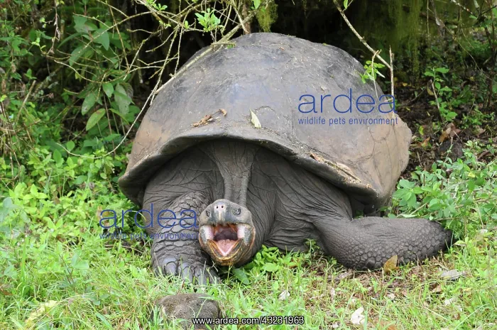 : Galapagos giant tortoise on Santa Cruz, Galapagos : Galapagos giant tortoise on Santa Cruz, Galapagos