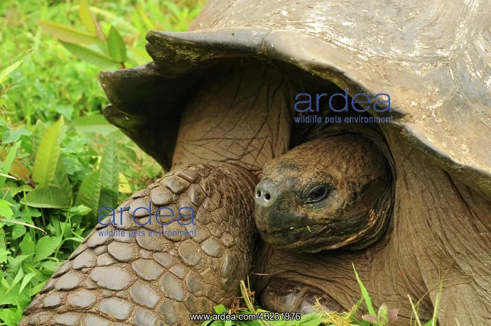 : Galapagos giant tortoise on Santa Cruz, Galapagos : Galapagos giant tortoise on Santa Cruz, Galapagos