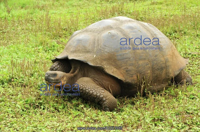 : Galapagos giant tortoise on Santa Cruz, Galapagos : Galapagos giant tortoise on Santa Cruz, Galapagos