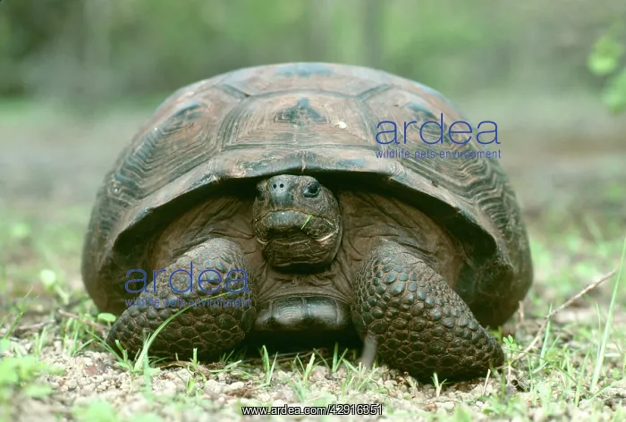 : Galapagos Giant TORTOISE (showing flat front shell) : Galapagos Giant TORTOISE (showing flat front shell)