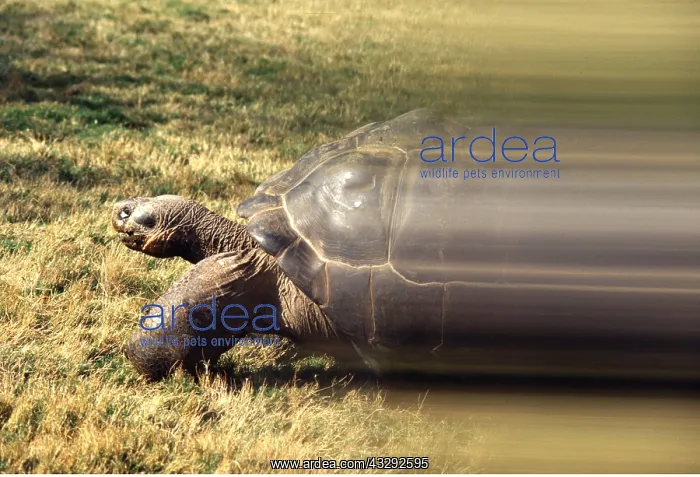 : Galapagos Giant TORTOISE - speeding : Galapagos Giant TORTOISE - speeding