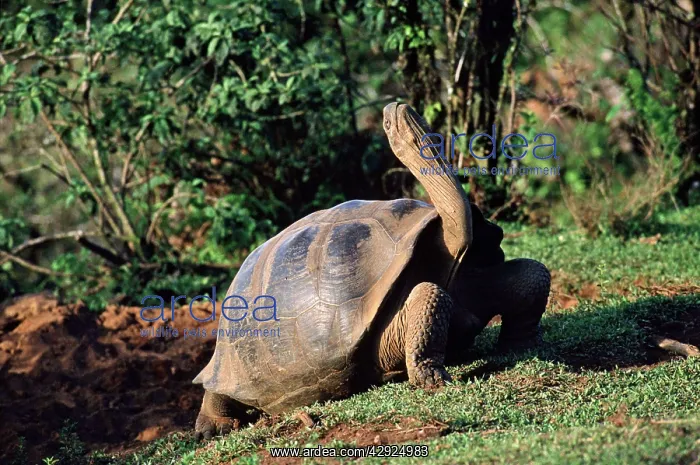 : Galapagos Giant TORTOISE - stretching grooming stance : Galapagos Giant TORTOISE - stretching grooming stance