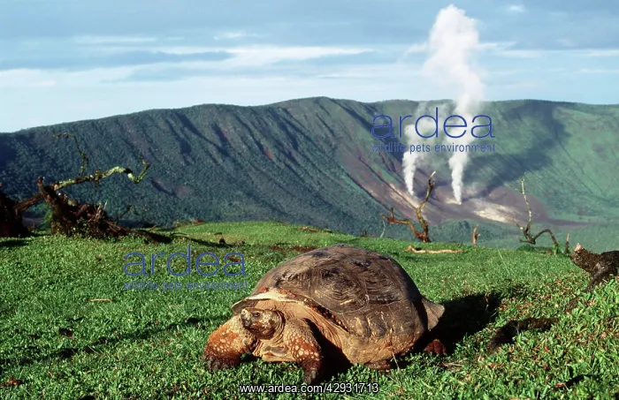 : Galapagos Giant Tortoise - by volcano - Alcedo Crater : Galapagos Giant Tortoise - by volcano - Alcedo Crater