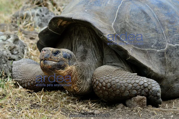 : Galapagos giant tortoises (Chelonoidis nigra), Floreana : Galapagos giant tortoises (Chelonoidis nigra), Floreana