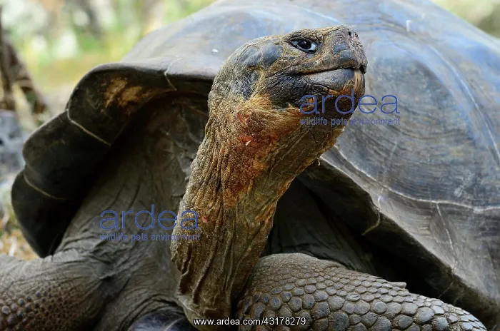 : Galapagos giant tortoises (Chelonoidis nigra) portrait : Galapagos giant tortoises (Chelonoidis nigra) portrait