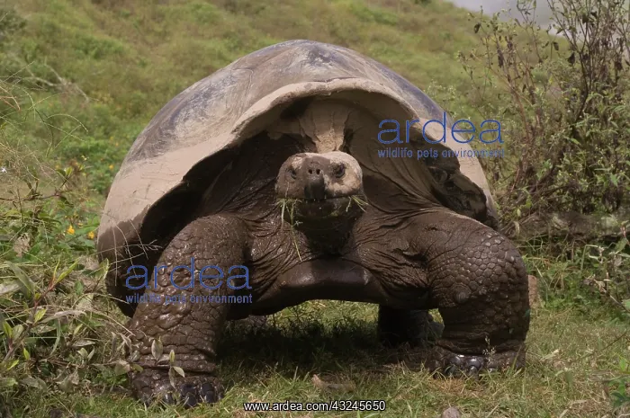 : Galapagos Giant Tortoises (Geochelone elephantophus : Galapagos Giant Tortoises (Geochelone elephantophus