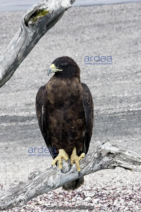 : Galapagos Hawk : Galapagos Hawk