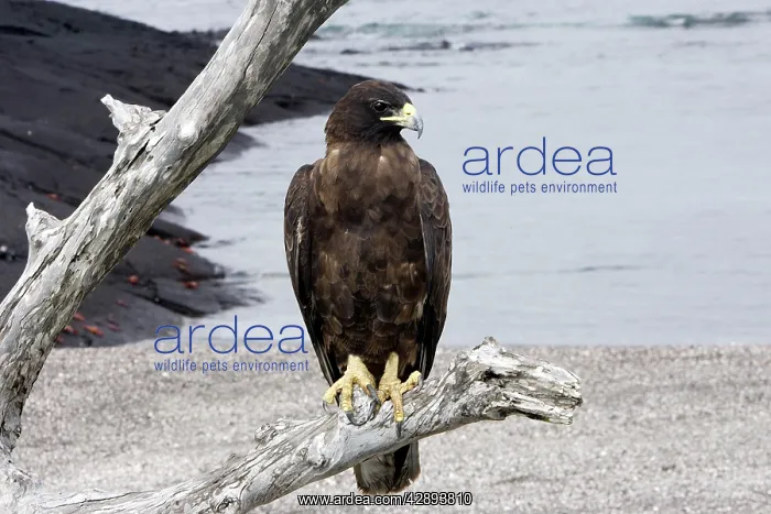 : Galapagos Hawk : Galapagos Hawk