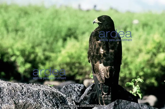 : Galapagos Hawk : Galapagos Hawk