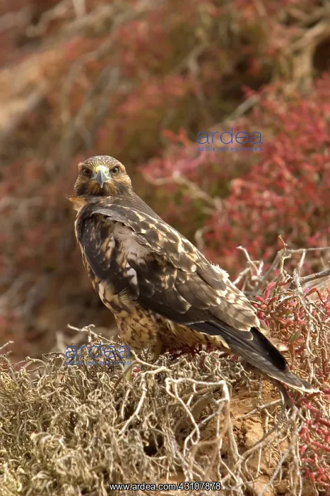 : Galapagos Hawk : Galapagos Hawk
