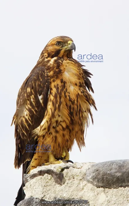 : Galapagos Hawk - perched : Galapagos Hawk - perched