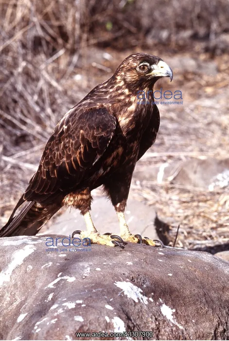 : GALAPAGOS HAWK - Perched on rock : GALAPAGOS HAWK - Perched on rock