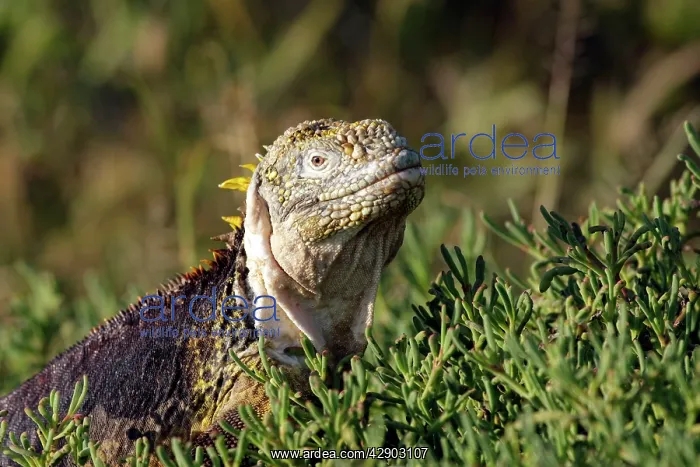 : Galapagos Land Iguana : Galapagos Land Iguana