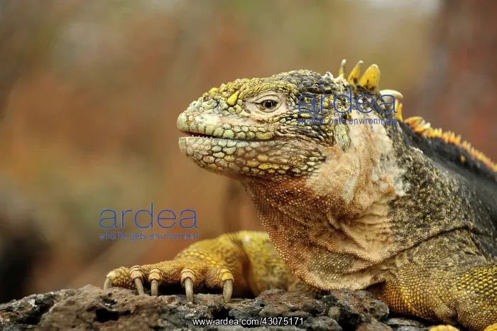 : Galapagos Land Iguana : Galapagos Land Iguana