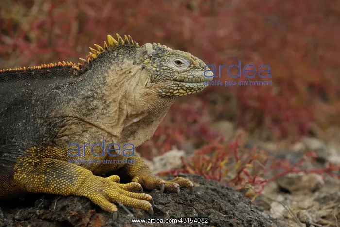 : Galapagos Land Iguana : Galapagos Land Iguana