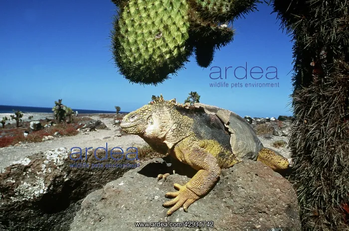 : Galapagos Land Iguana - below Cactus (Opuntia sp.) : Galapagos Land Iguana - below Cactus (Opuntia sp.)
