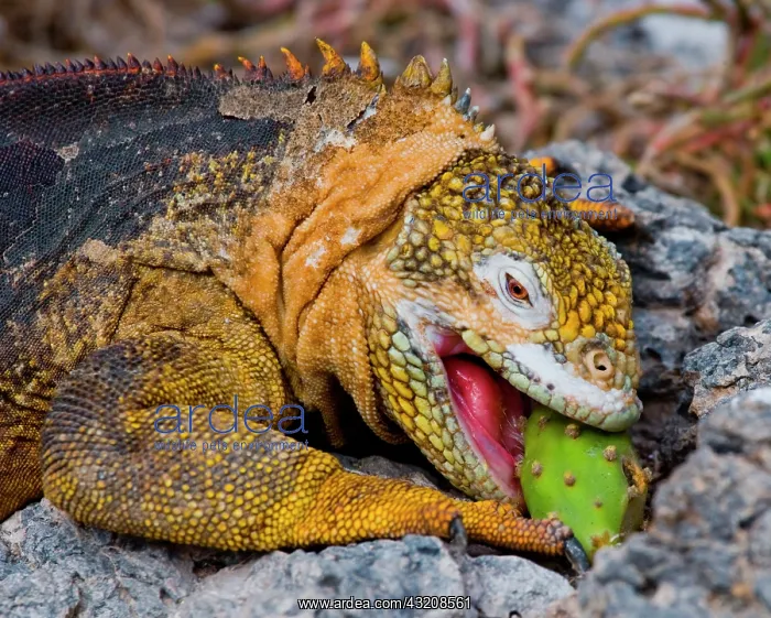 : Galapagos land iguana (Conolophus subcristatus) : Galapagos land iguana (Conolophus subcristatus)