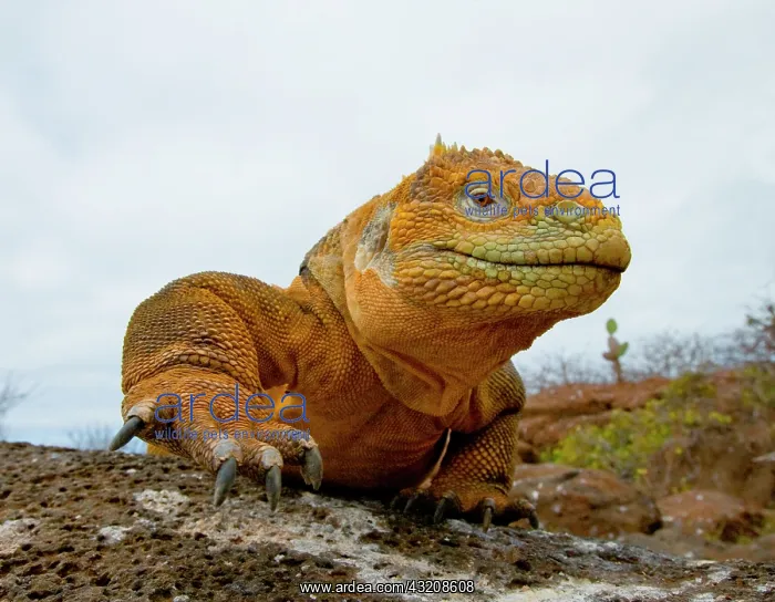 : Galapagos land iguana (Conolophus subcristatus) : Galapagos land iguana (Conolophus subcristatus)