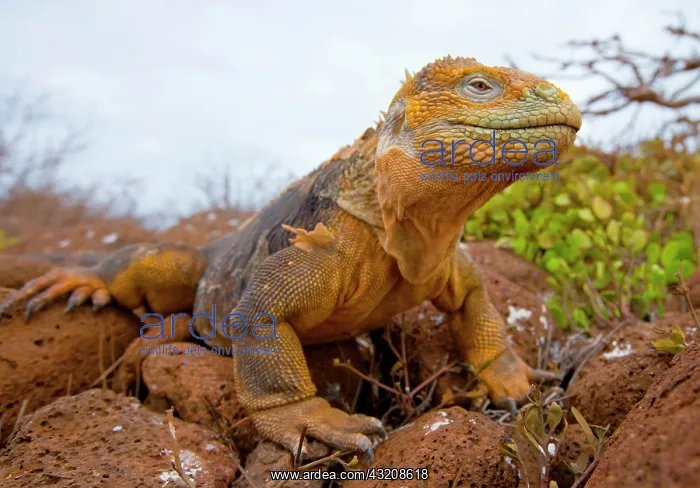 : Galapagos land iguana (Conolophus subcristatus) : Galapagos land iguana (Conolophus subcristatus)