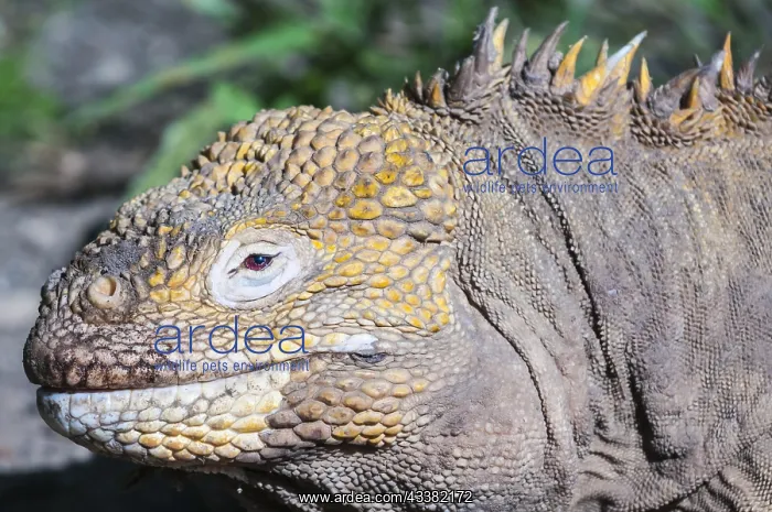 : Galapagos land iguana (Conolophus subcristatus) : Galapagos land iguana (Conolophus subcristatus)