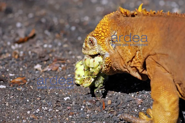 : Galapagos Land Iguana - eating a cactus fruit : Galapagos Land Iguana - eating a cactus fruit