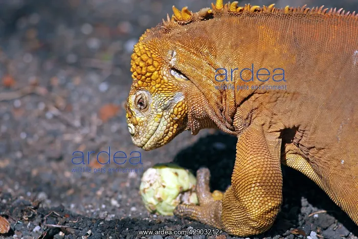 : Galapagos Land Iguana - eating a cactus fruit : Galapagos Land Iguana - eating a cactus fruit
