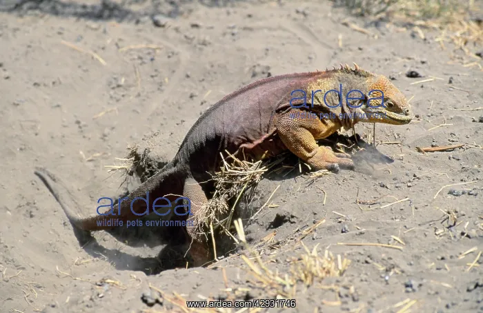  : Galapagos Land Iguana - female digging nest