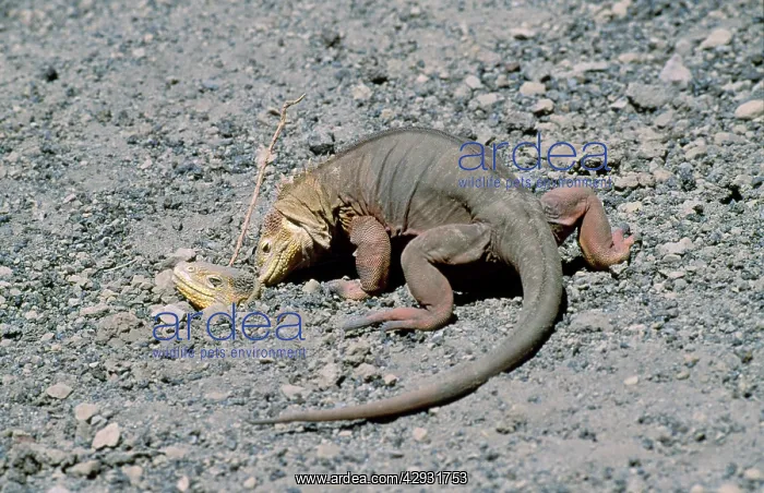 : Galapagos Land Iguana - female at nest site on : Galapagos Land Iguana - female at nest site on