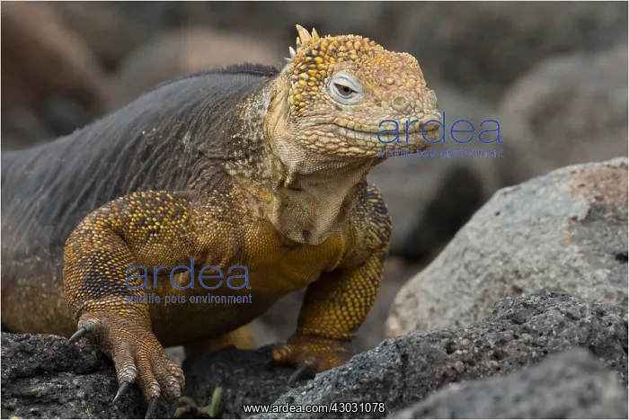 : Galapagos Land Iguana - On North Seymour Island : Galapagos Land Iguana - On North Seymour Island