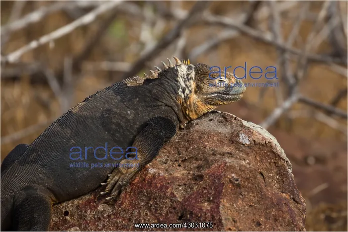: Galapagos Land Iguana - Resting on a rock - North : Galapagos Land Iguana - Resting on a rock - North