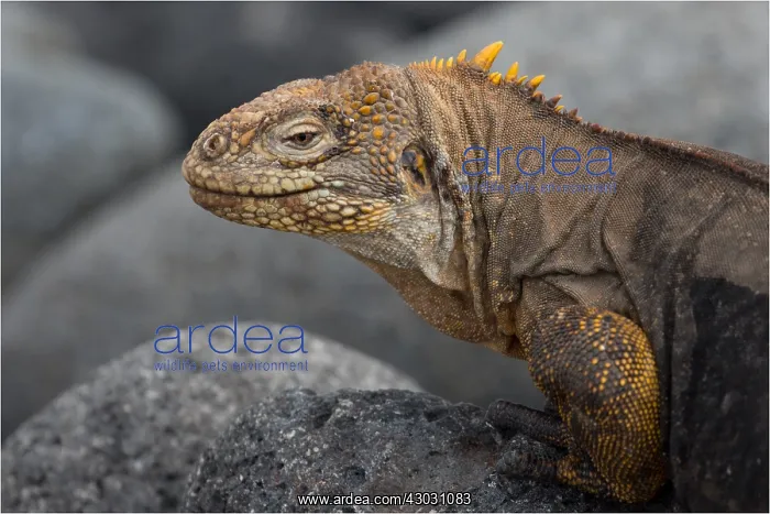 : Galapagos Land Iguana - On a rock - North Seymour : Galapagos Land Iguana - On a rock - North Seymour