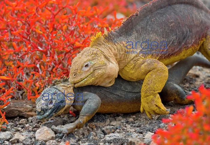 : Galapagos land iguanas (Conolophus subcristatus) : Galapagos land iguanas (Conolophus subcristatus)