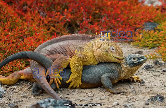 : Galapagos land iguanas (Conolophus subcristatus) : Galapagos land iguanas (Conolophus subcristatus)