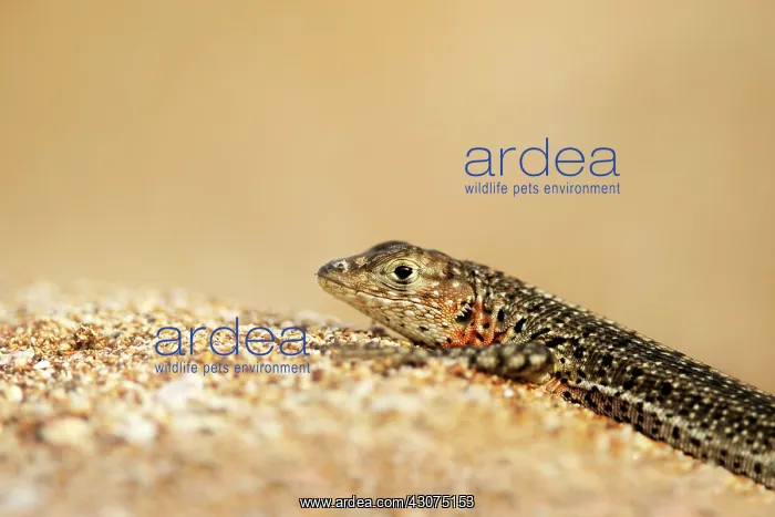 : Galapagos Lava Lizard : Galapagos Lava Lizard