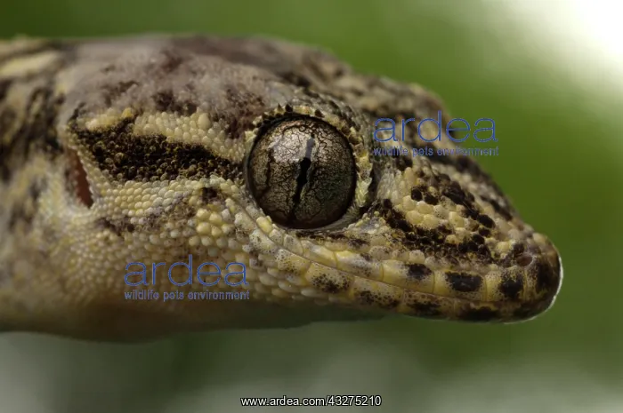 : Galapagos Leaf-toed Gecko (Phyllodactylus : Galapagos Leaf-toed Gecko (Phyllodactylus
