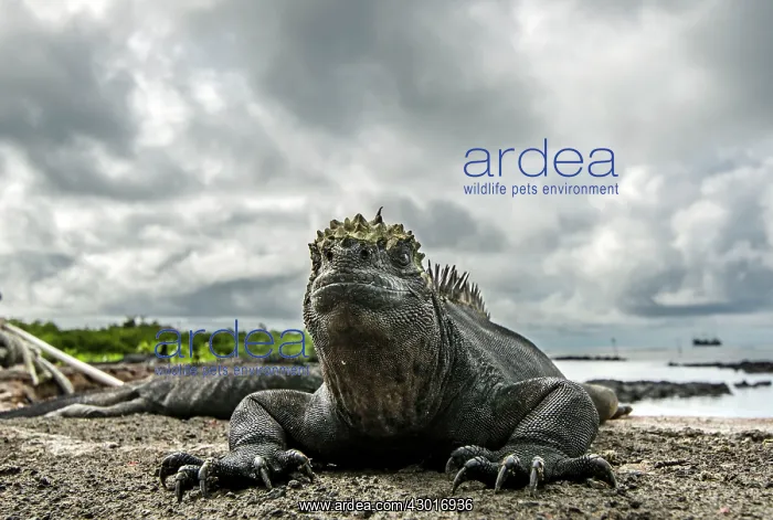 : Galapagos Marine Iguana portrait : Galapagos Marine Iguana portrait