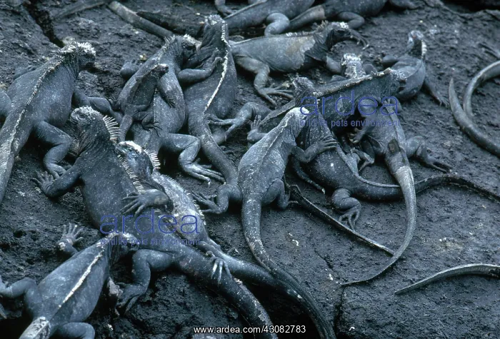 : Galapagos Marine Iguanas : Galapagos Marine Iguanas