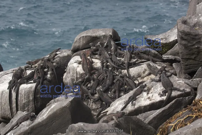 : Galapagos Marine Iguanas - resting on rocks by the : Galapagos Marine Iguanas - resting on rocks by the