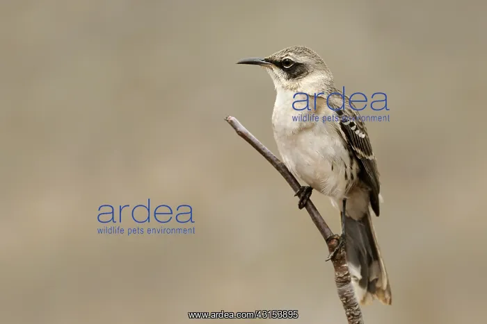 : Galapagos Mocking Bird : Galapagos Mocking Bird
