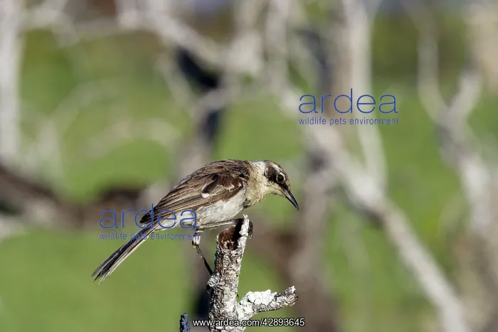 : Galapagos Mockingbird : Galapagos Mockingbird