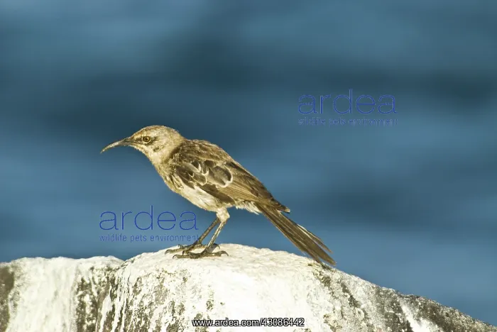 : Galapagos mockingbird : Galapagos mockingbird