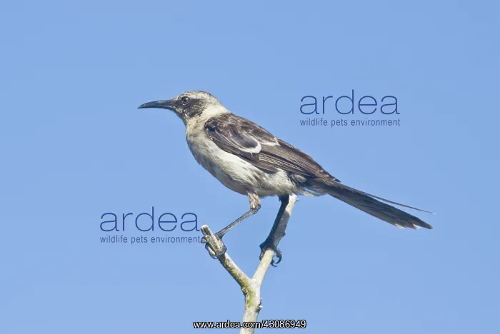 : Galapagos mockingbird : Galapagos mockingbird