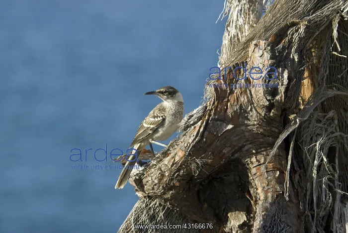 : Galapagos mockingbird : Galapagos mockingbird