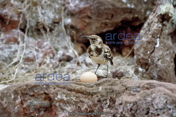 : GALAPAGOS MOCKINGBIRD - & EGG : GALAPAGOS MOCKINGBIRD - & EGG