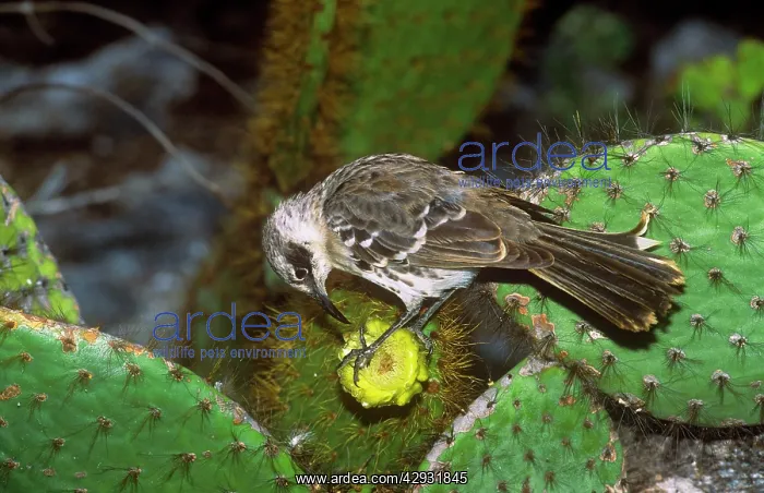 : Galapagos Mockingbird - feeding on Opuntia flower : Galapagos Mockingbird - feeding on Opuntia flower