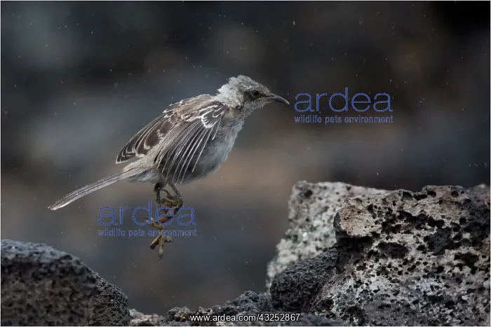 : Galapagos Mockingbird - Leaping onto a rock - Note : Galapagos Mockingbird - Leaping onto a rock - Note