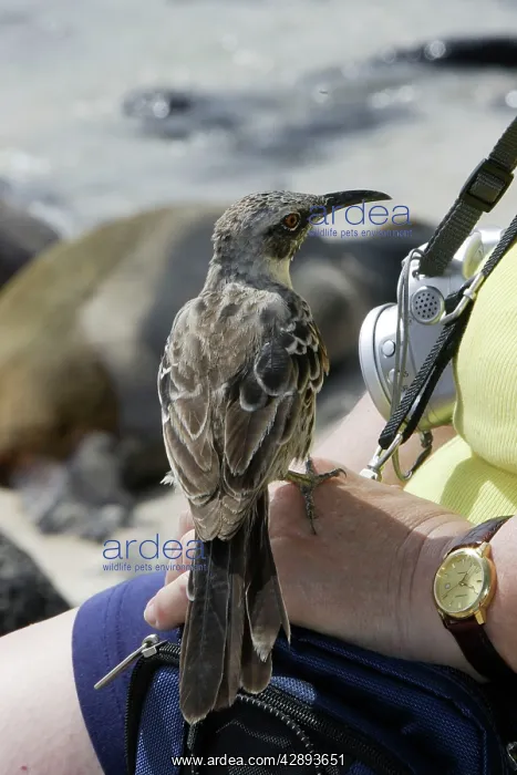 : Galapagos Mockingbird - perched on hand : Galapagos Mockingbird - perched on hand