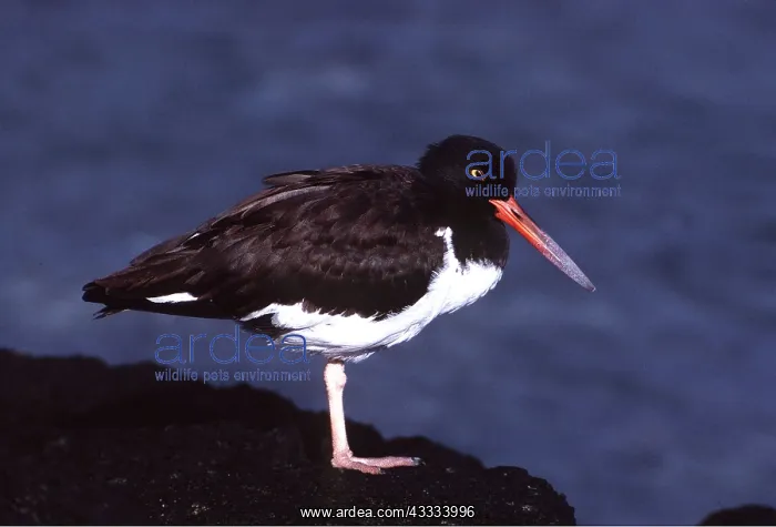 : GALAPAGOS OYSTERCATCHER : GALAPAGOS OYSTERCATCHER